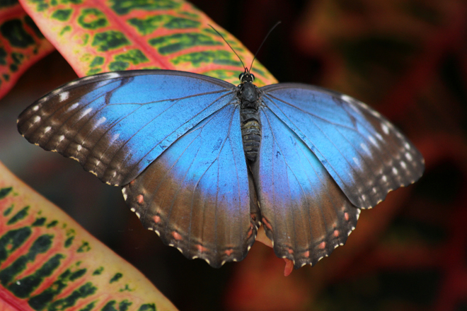 Butterfly Wonderland Scottsdale, AZ, United States