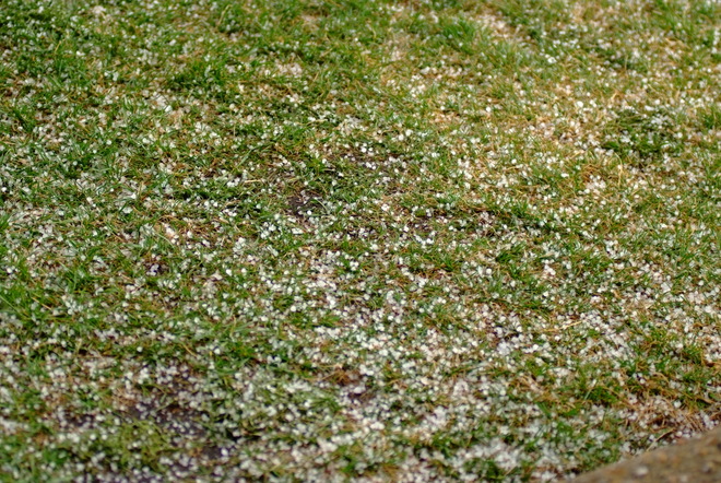 hail at leduc Leduc, AB