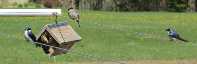 House Sparrows vs Tree Swallows Vittoria, ON