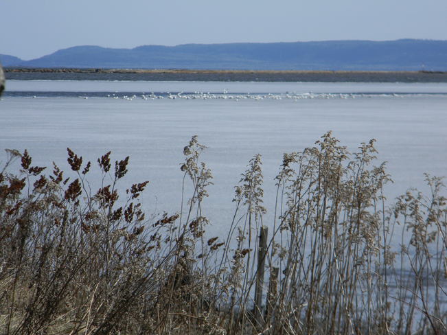 seagulls on ice Thunder Bay, ON