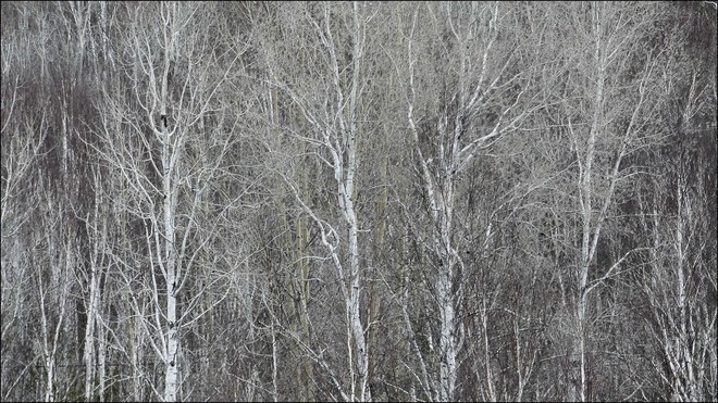 Birches, Elliot Lake. Elliot Lake, ON