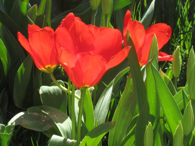 Tulips Ajax, ON