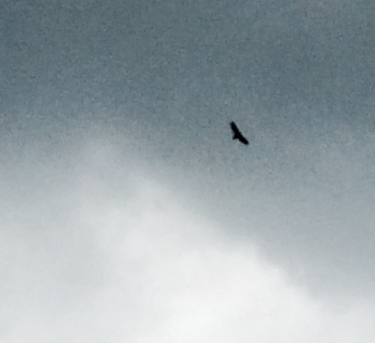 Hawk in the dark clouds London, ON