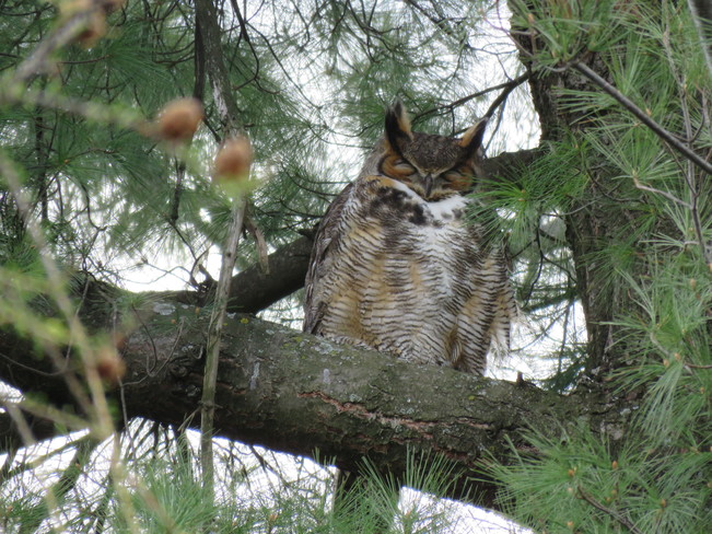 Great Horned Owl Arboretum New Goslings Canal ottawa's Arboretum