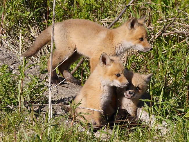 Red Fox Kits Hartland, NB