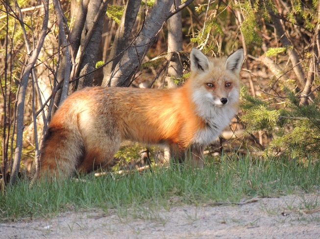 Furry friend visits us in Algonquin Park Algonquin Provincial Park, Nipissing, Unorganized, South Part, ON