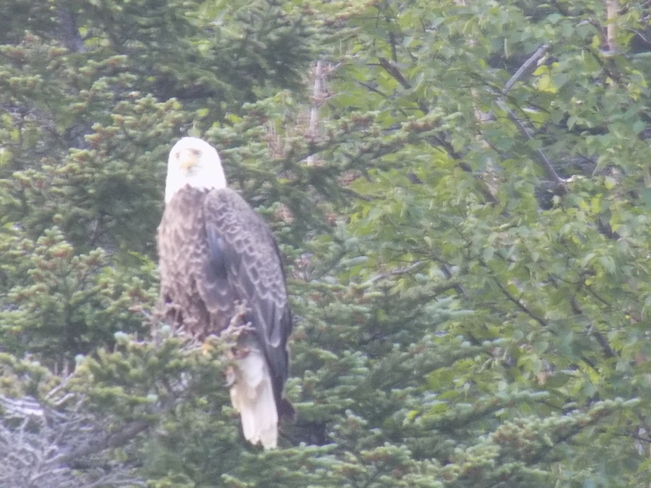 Bald Eagle near Goose arm ! Coxs cove,nl