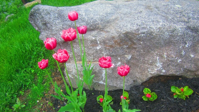 Tulipes chez Carole Montpellier, QC