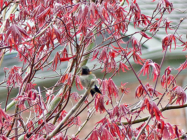 Hummingbird In Leafing Japanese Maple Markham, ON