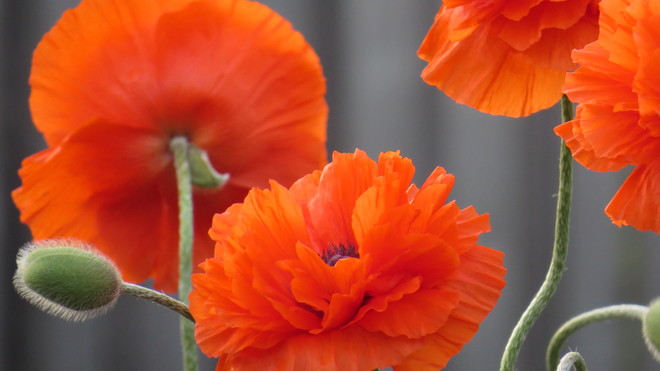 Poppies. Grimsby, ON