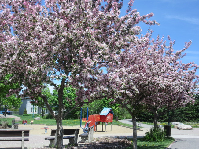 Arbres en fleurs Sainte-Foy, Ville de Québec, QC