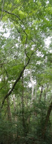Tall Oak Trees Tallahassee, FL, United States