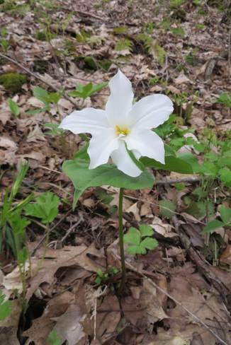 Double Trillium Charleston Lake, Leeds and Grenville United Counties, ON