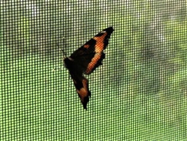 le papillon Saint-André-du-Lac-Saint-Jean, QC