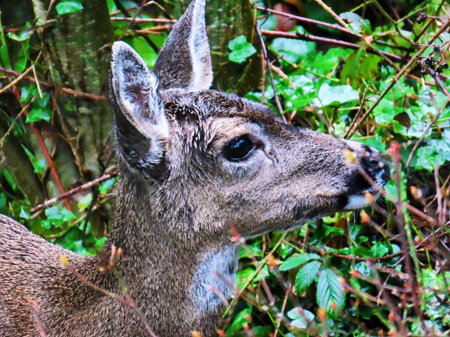 Deer in my garden Cobble Hill, BC