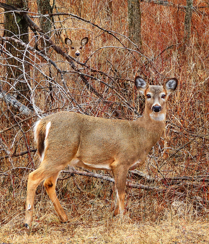 Two Deer Ingleside, Ontario, CA