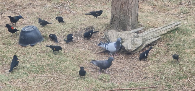 The blackbirds are back... HMW Ottawa, ON