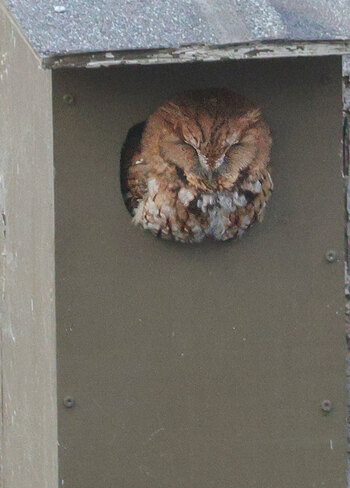 Red screech owl Ottawa, ON