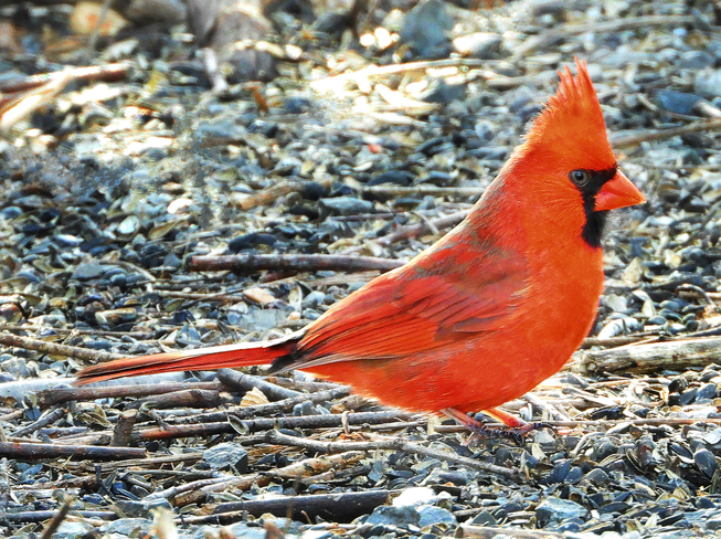 Northern Cardinal Long Sault, Ontario, CA