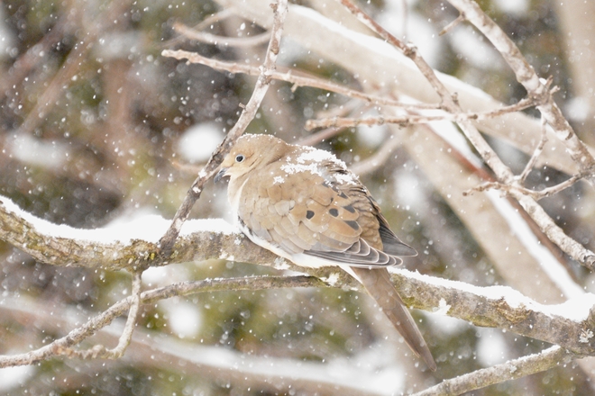 Snowy dove in the storm Sherbrooke, Quebec | J1L 2Z7
