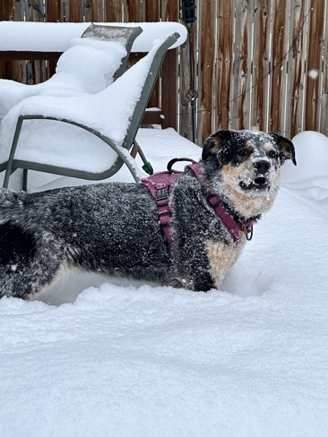 A “Snowy Dog”day in Calgary, Alberta Calgary, Alberta, CA