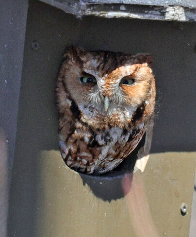 Red screech owl Ottawa, ON