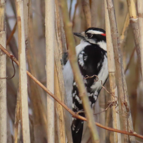 Downy Woodpecker Leamington, ON