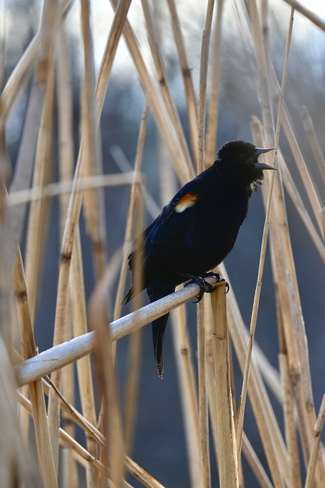 Red winged Blackbird Dollard-des-Ormeaux, QC