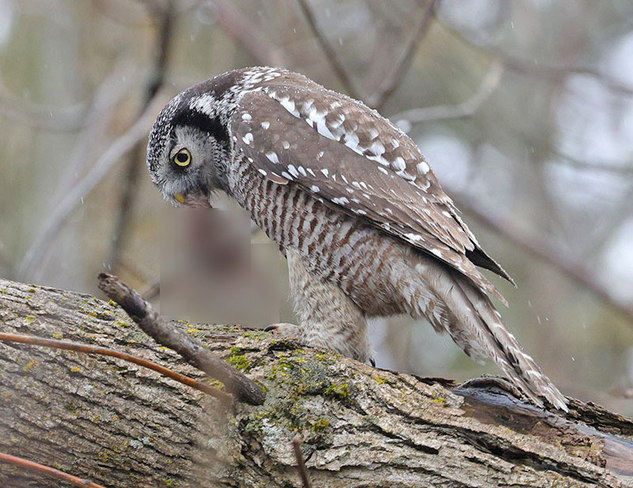 Northern Hawk Owl Ottawa, Ontario, CA