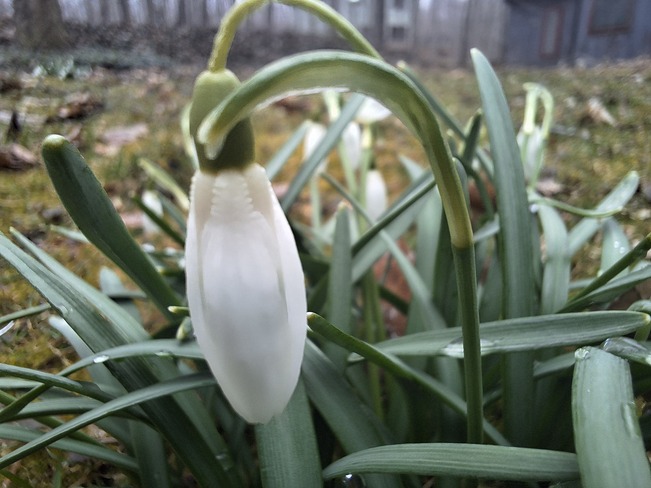Snowdrops, they survived the heavy snow.p Penetanguishene, ON