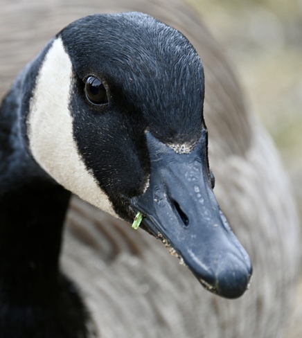 Canada Goose Dollard-des-Ormeaux, QC
