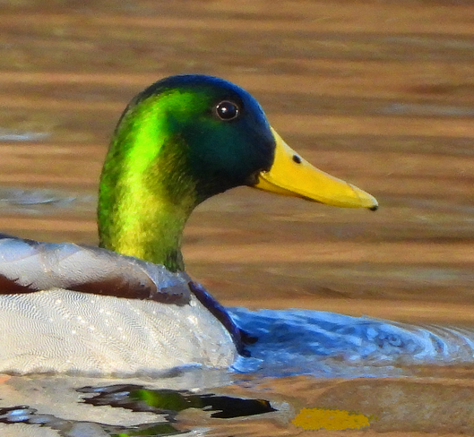 Male Mallard duck Ingleside, Ontario, CA