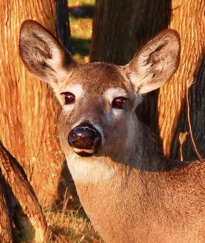 Portrait of a Doe Deer South Stormont, Ontario, CA