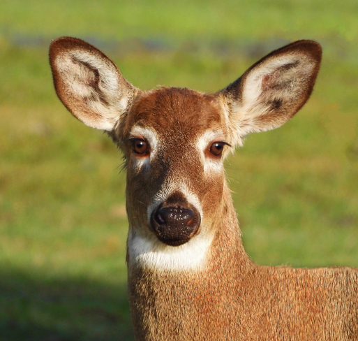 Yearling Doe Deer South Stormont, Ontario, CA