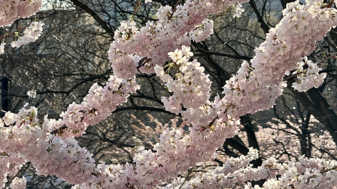 Cherry Blossom Toronto, Ontario, CA