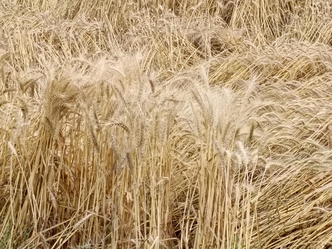 wheat crop Dipalpur, PB