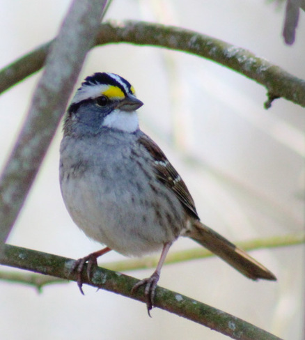 White throated Sparrow Rondeau Provincial Park, ON