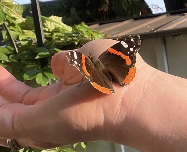Butterfly Hamilton, Ontario, CA