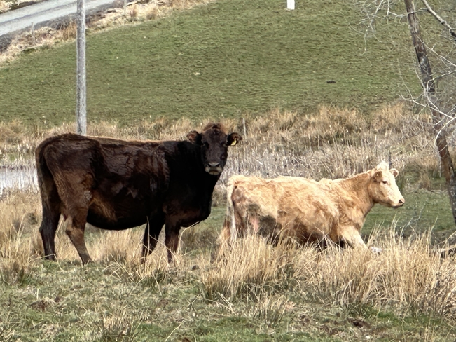 Cows New Germany, Nova Scotia, CA