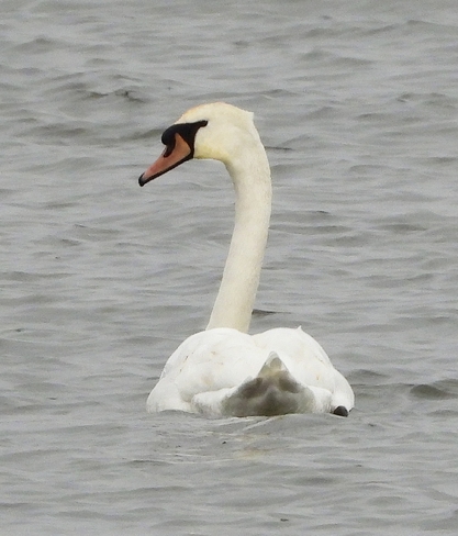 Mute Swans Ingleside, Ontario, CA