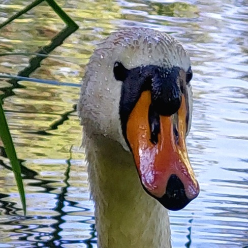 Swan portrait Vác, PE