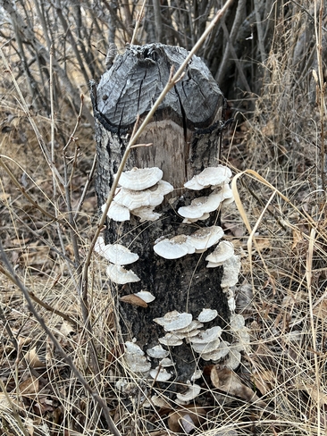 Tree fungus Sturgeon No. 90, Alberta, CA