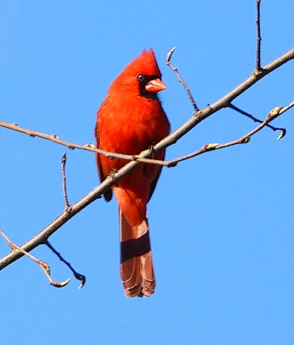 Northern Cardinal South Stormont, Ontario, CA