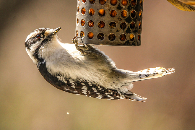 Downy woodpecker Ottawa, Ontario, CA