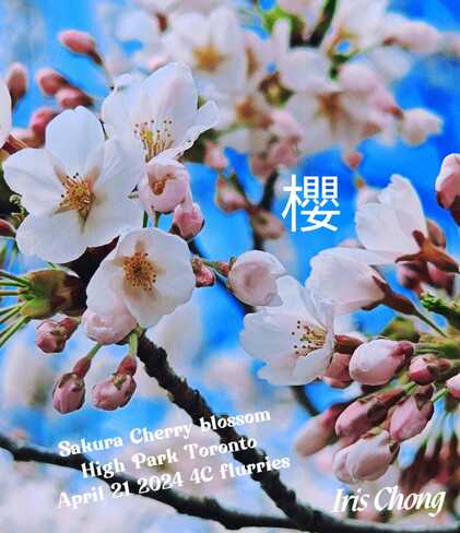 April 21 2024 Sakura Cherry blossom 2024 High Park Toronto Iris Chong Instagram High Park, Bloor Street West, Toronto, ON
