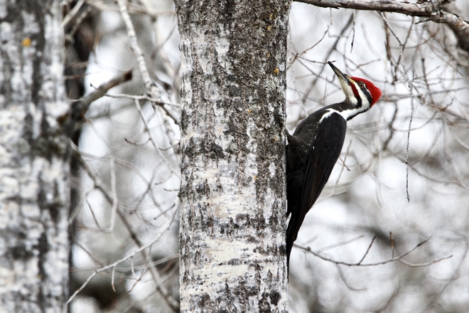 Pileated Woodpecker Markstay-Warren, Ontario, CA