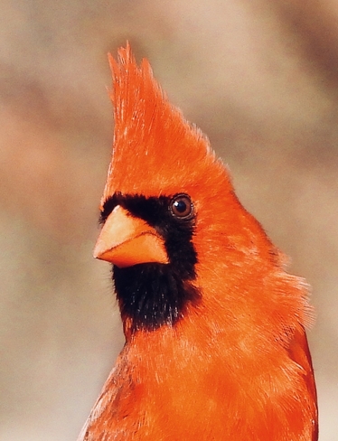 Northern Cardinal South Stormont, Ontario, CA