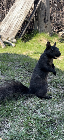 Un écureuil et son dentier Trois-Rivières-Ouest, Québec, CA