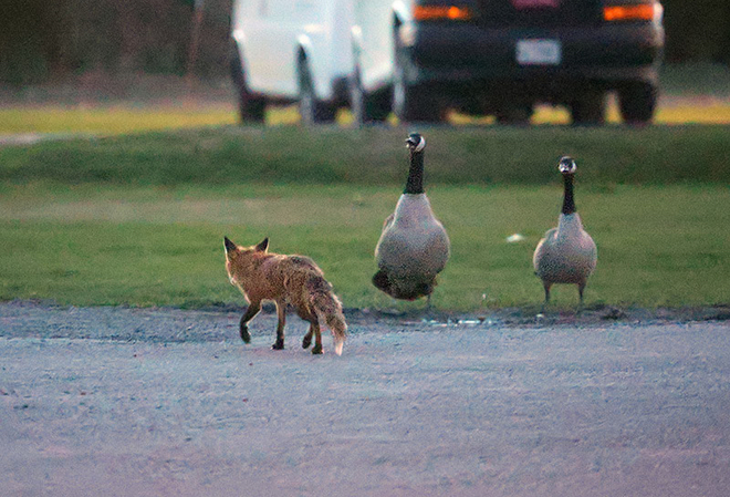 Fox and Canada Geese Ottawa, Ontario, CA