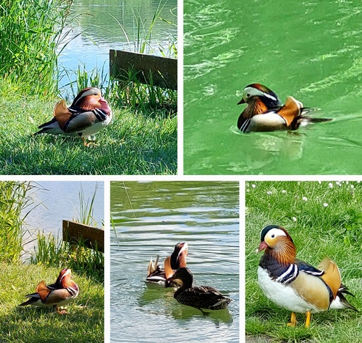 Mandarin ducks Vác, PE